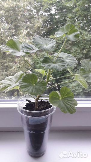 Пеларгония