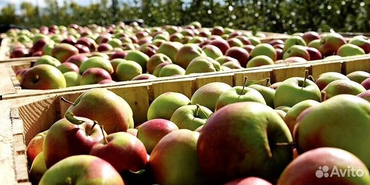 Сборщик вахта