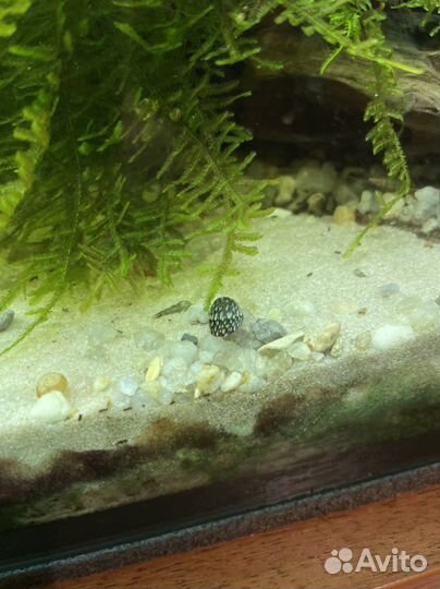 Улитки теодоксус