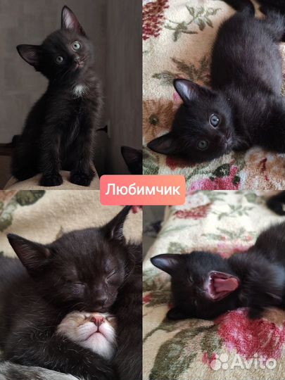 Котята в добрые руки