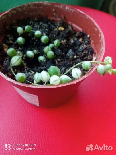 Крестовник роули вариегатный