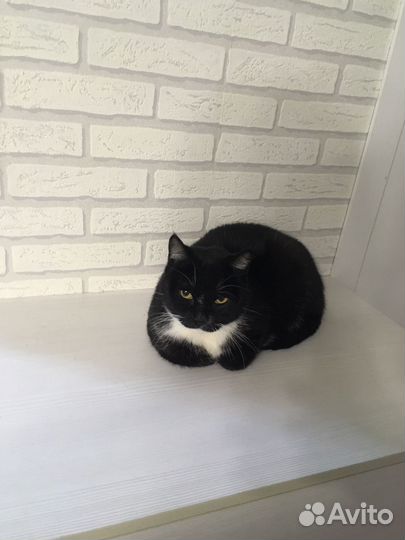 Шикарный кот Василий