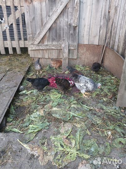 Куры молодки