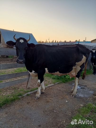 Коровы дойные молочные