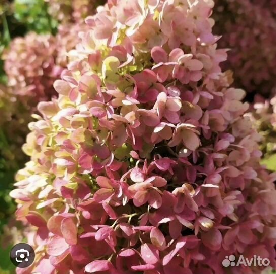 Гортензия метельчатая Меджикал Свит Саммер