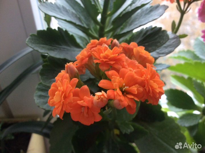 Каланхое Блоссфельда