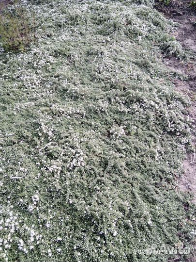 Цветы Кустарники