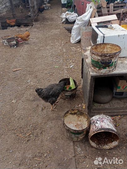 Домашняя птица