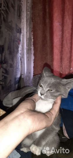 Котенок девочка