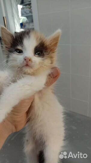 Котенок в добрые руки