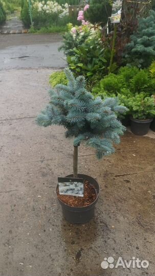 Ель голубая глабоза на штамбе подушка