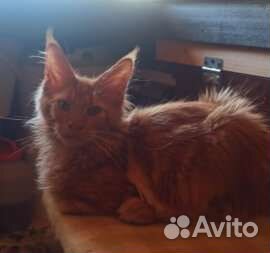 Мейн-кун 2 котика и 3 кошечки, в любимцы и без