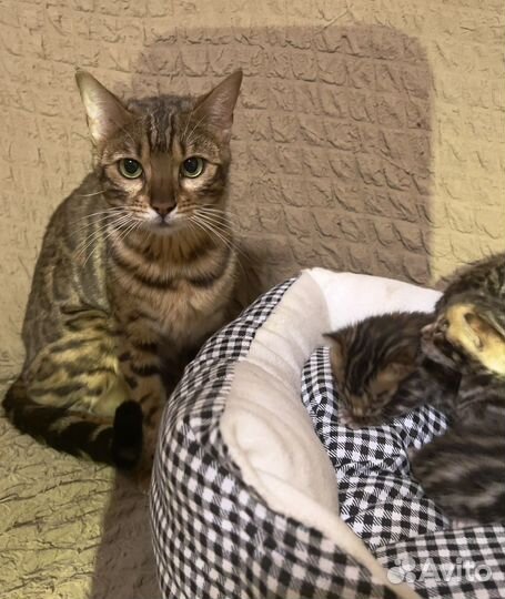 Бенгальская