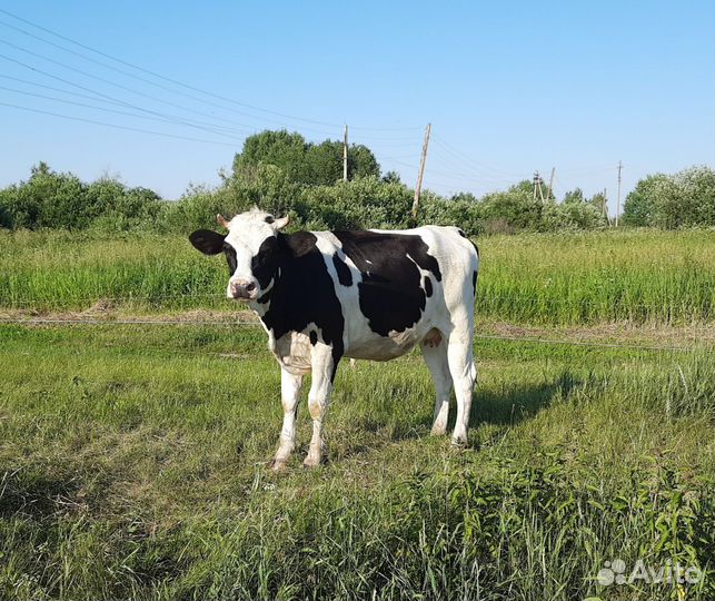 Телка стельная