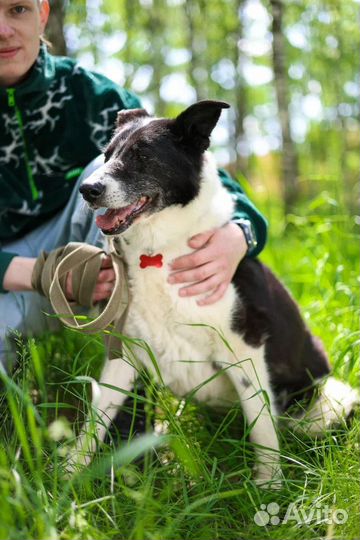 Собаки из приюта