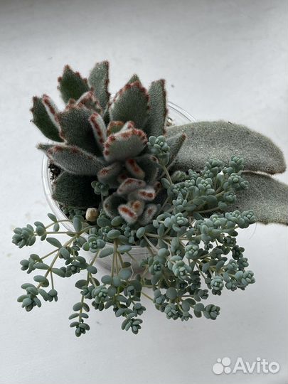 Мини садик из суккулентов 2