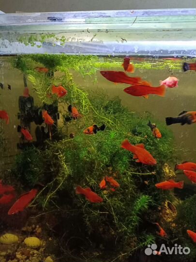 Аквариумное рыбки
