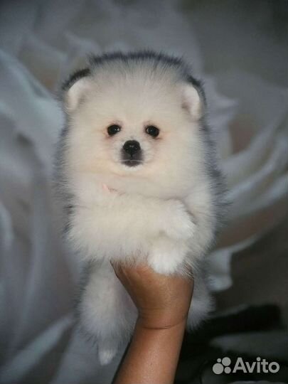 Зефирочка девочка Померанский шпиц