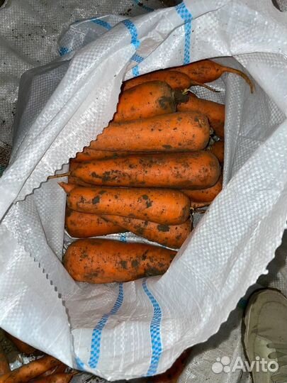 Морковь оптом кордоба
