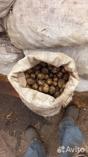 Семенной картофель