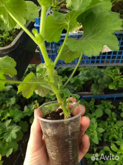 Пеларгония зональная