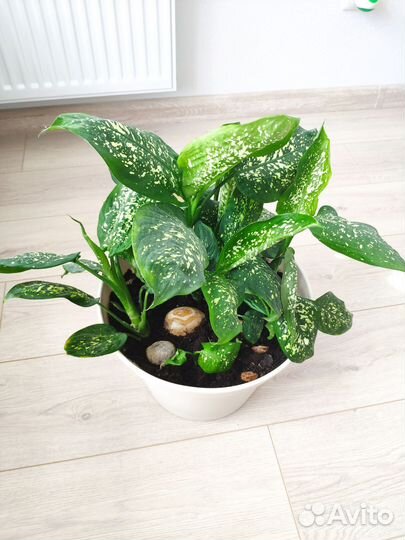 Диффенбахия