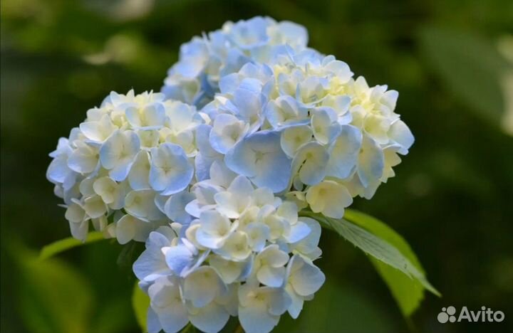 Гортензия крупнолистная из Ялты