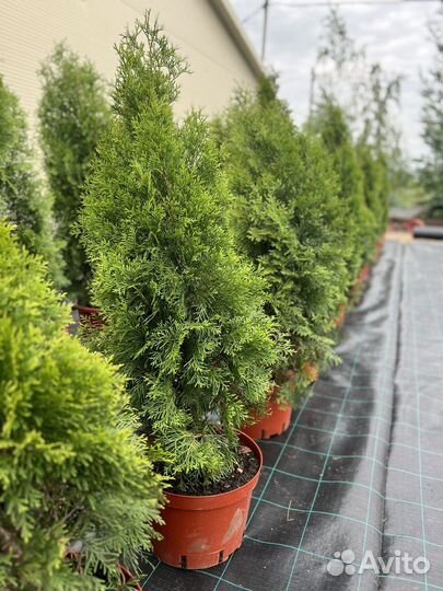 Туя западная Смарагд