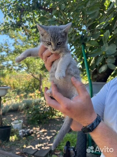 Котята в добрые руки даром