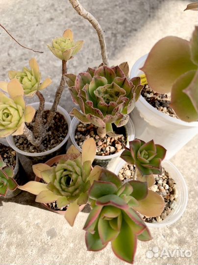 Эониумы, набор эониумов