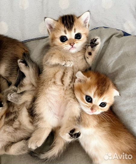 Шотландская девочка