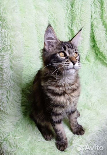 Кошки мейн-кун