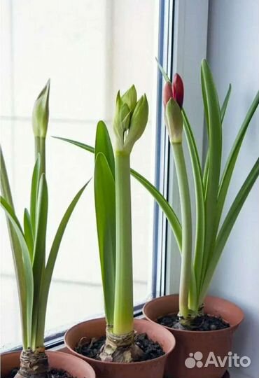 Гиппиаструм