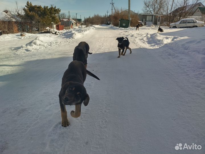 Пристраиваются щенки в добрые руки