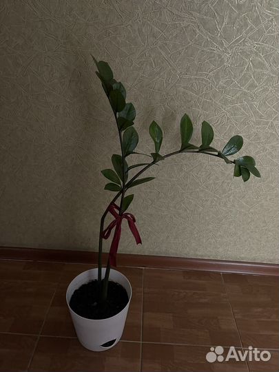 Замиокулькас