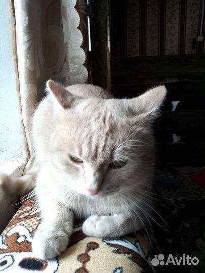 Кот ищет невесту