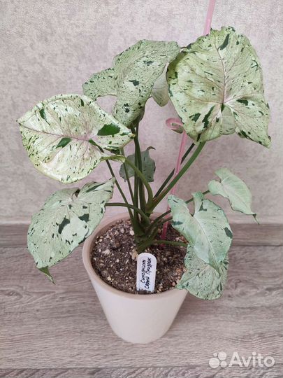 Сингониум Серый призрак Милк Конфетти Три Короля