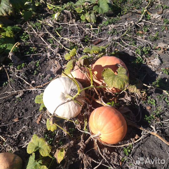 Тыква оптом