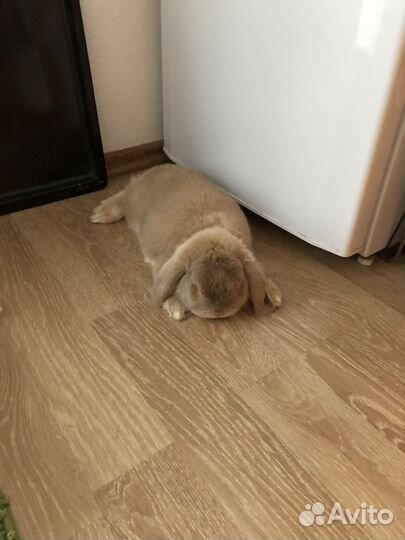 Декоративные кролики