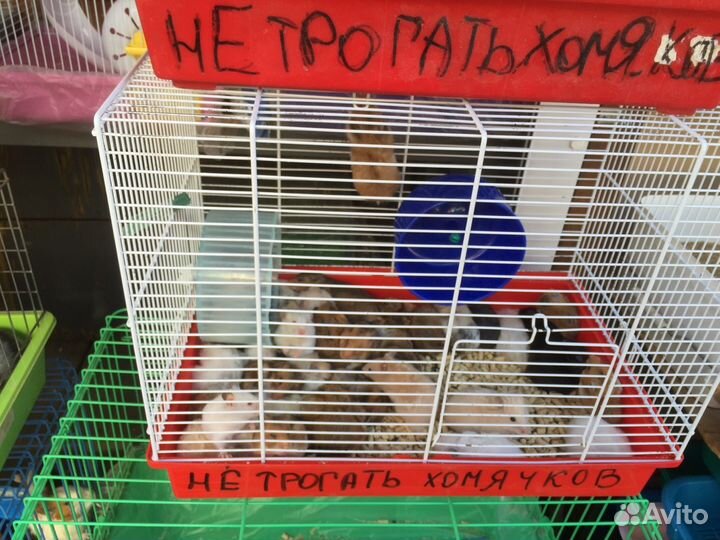 Продаются Кролики карликовые,хомячки,джунгарики,ши