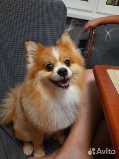 Померанский шпиц