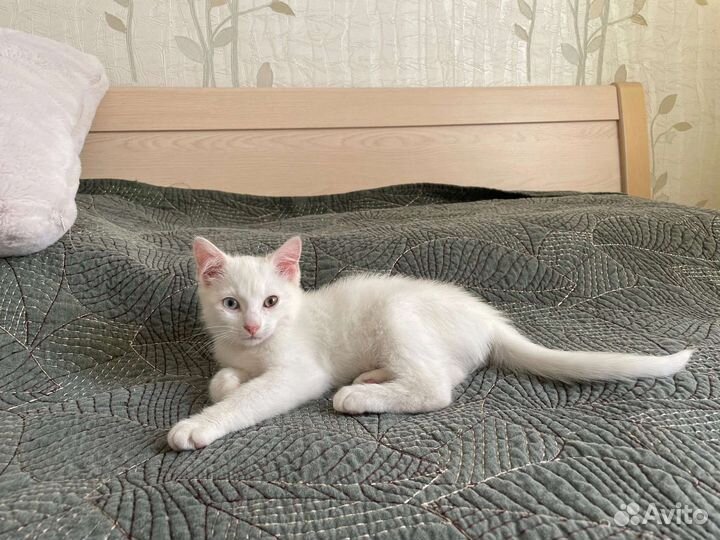 Ласковый белый котенок