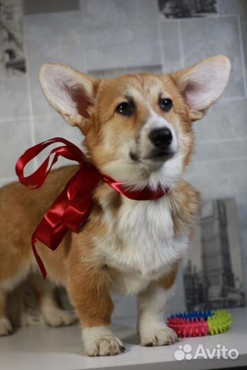 Корги щенок девочка
