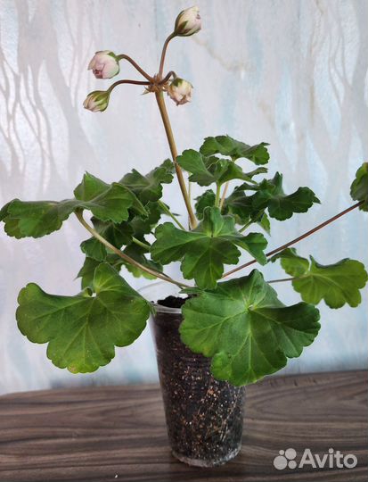 Пеларгония звезда водолея