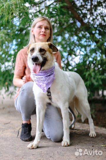 Собаки бесплатно в добрые руки