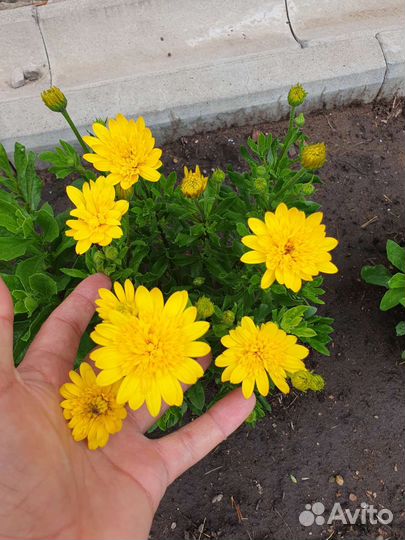 Саженцы, кустарники и многолетние цветы