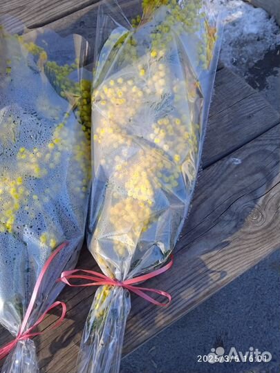 Мимоза оптом