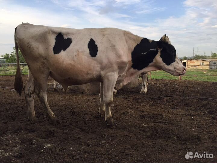 Племенной бык