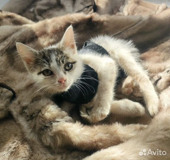 Кошка и котёнок