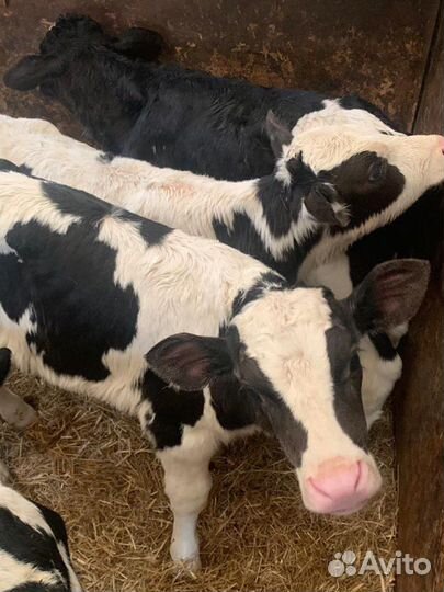 Бычки и телята